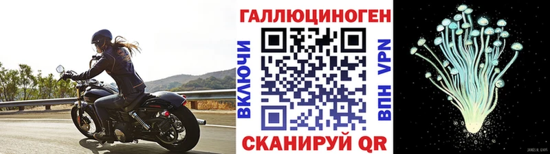 Галлюциногенные грибы Cubensis Томск